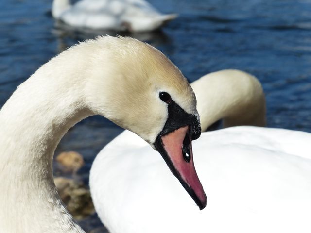 This image features a close-up view of a swan's head and curved neck with its distinct black beak and white feathers set against a serene lake. Ideal for use in nature-themed projects, wildlife conservation materials, and serenity or tranquility promoting visuals.