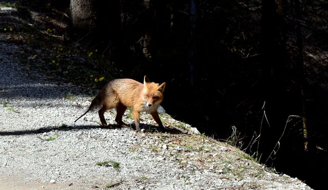 Red fox stands on gravel path in forest clearing, illuminated by sunlight. Ideal for wildlife enthusiasts, nature-themed projects, educational materials on mammals or environmental conservation campaigns. Captures natural behavior and environment of a fox.