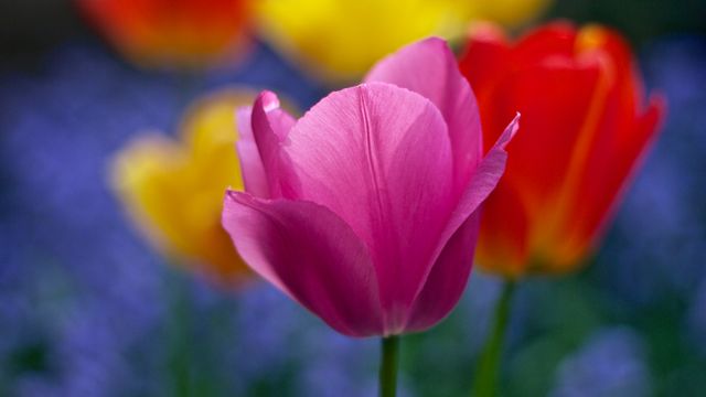 Vibrant blossoming tulips captured up close, showcasing the vivid colors of pink, red, and yellow flowers in a natural field. Useful for gardening blogs, spring season promotions, floral-themed designs, and nature photography collections.