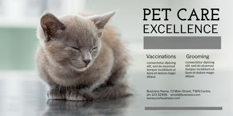 Peaceful Sleeping Cat Poster for Pet Care Excellence - Download Free Stock Templates Pikwizard.com