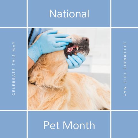 veterinarian examining dog during national pet month campaign - Download Free Stock Templates Pikwizard.com