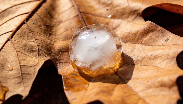 Melting ice cube on sunlit dry oak leaf creating wet amber ring and detailed veins