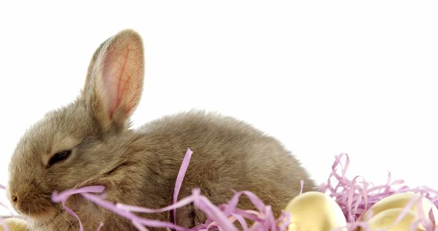 A young rabbit is nestled among pastel-colored Easter decorations, with copy space. Its presence alongside Easter eggs suggests a theme of springtime and holiday celebrations.