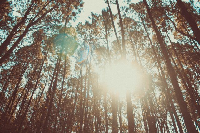 Sunlight filters through the dense canopy of a tall pine forest, creating a serene and picturesque scene. This image is ideal for promoting environmental awareness, nature retreats, outdoor activities, or travel destinations focused on natural beauty.