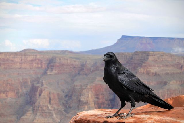 Raven perched on a cliff edge with Grand Canyon background - Download Free Stock Photos Pikwizard.com