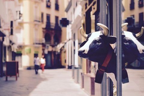 Cow head storefront sculpture reflecting on glass in sunny narrow european street