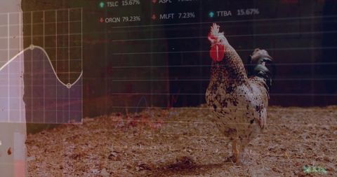 Speckled Rooster in Barn with Digital Stock Charts Overlay