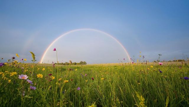 Vibrant double rainbow over idyllic wildflower meadow