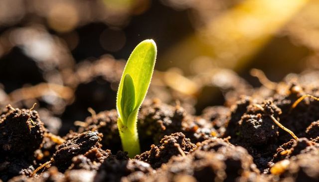 Green Seedling Emerging from Rich Soil in Warm Sunlight Macro Closeup