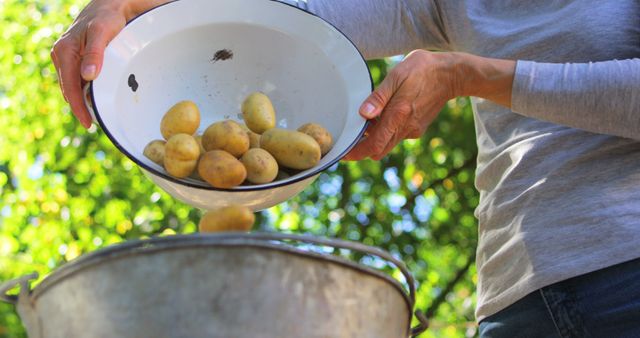 Woman pouring potatoes in bucket in the garden