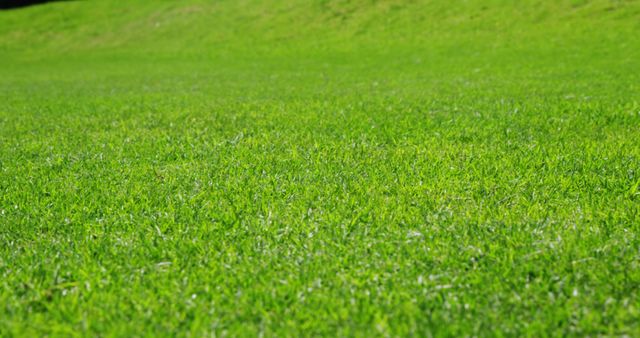 Lush green grass covers a slope, offering a vibrant natural texture with copy space. Its vivid color and freshness suggest a well-maintained lawn or park area.