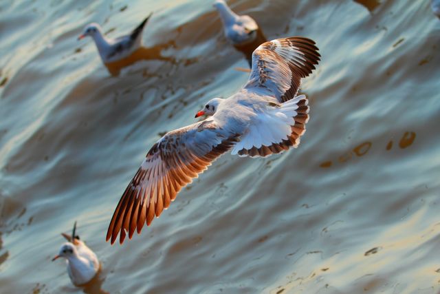 Seagull captured in mid-flight above moving ocean reflecting sunlight, ideal for nature, wildlife, and seascape themes.