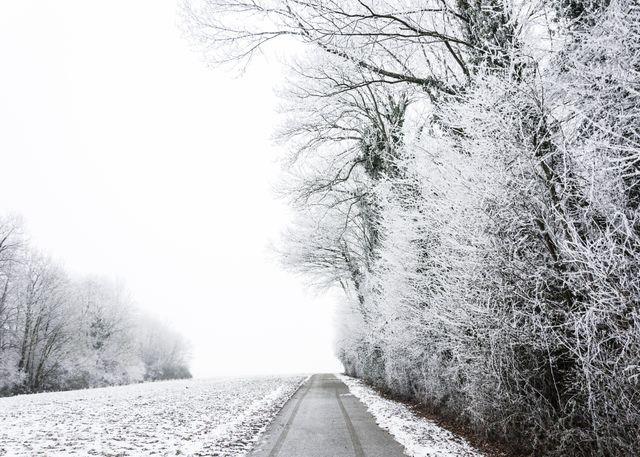 Deserted road stretching through a winter forest. Trees have bare branches, covered with snow and frost. Scene evokes tranquility and silent beauty of winter nature. Perfect for winter-themed designs, travel brochures, nature illustrations, and holiday-themed backgrounds.