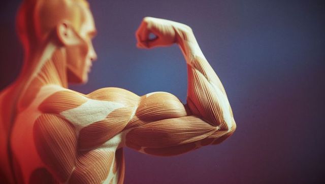 Muscle anatomy model: flexing male bicep in studio lighting