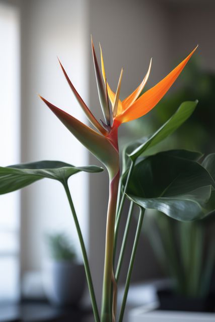 Bright and colorful Bird of Paradise flower blooming indoors with vivid orange petals and lush green leaves. Ideal for promoting home decor ideas, adding beauty and vibrance to living spaces, and emphasizing tropical themes. Perfect for articles or posts about indoor gardening, plant care, or botanical beauty.