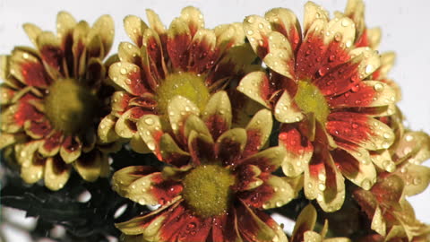Water Droplets in Slow Motion on Vibrant Mums