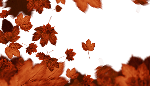 Autumn Leaves Falling on Transparent Background - Download Free Stock Videos Pikwizard.com