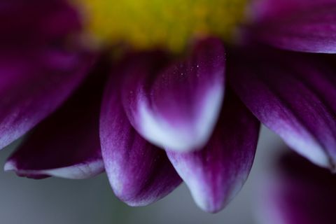Macro of purple chrysanthemum petals showing soft bokeh, velvety texture and yellow pollen