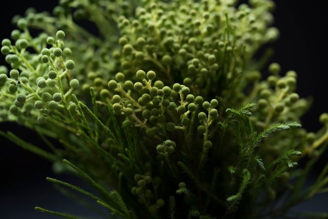 This image depicts a green plant with tightly packed rounded flower buds set against a dark background. The foliage and buds are in sharp focus, while everything else is slightly blurred, emphasizing the intricate details of the plant. This could be used in nature-themed blogs, gardening websites, educational materials about plants, or even as a background for website headers or advertisements.