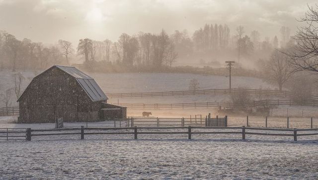 Sunlit Snowy Barn with Grazing Cow in Misty Winter Pasture at Sunrise
