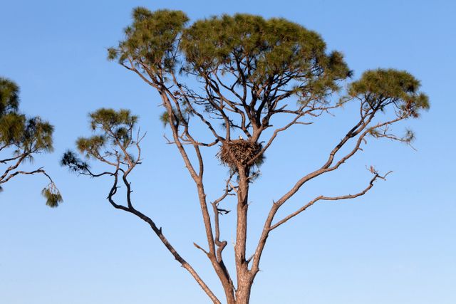 An adult American bald eagle is seen perching in its nest in a tree at NASA's Kennedy Space Center in Florida. The nest, high up in the tree against a clear blue sky, demonstrates the center's thriving ecosystem, located adjacent to Merritt Island National Wildlife Refuge. Perfect for use in articles on wildlife habitat conservation, bird watching enthusiasts, or educational materials showcasing native flora and fauna in Florida.