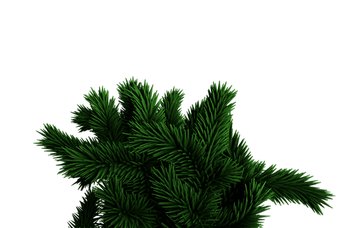 Dark Green Spruce Branches on Transparent Background for Xmas Designs - Download Free Stock Videos Pikwizard.com