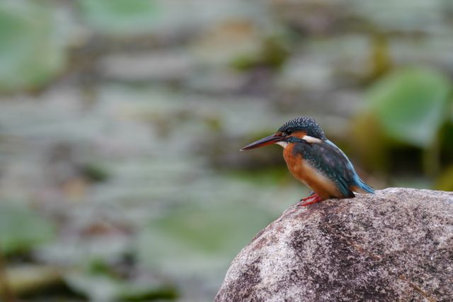 Kingfisher Bird Perched on Rock Over Pond - Download Free Stock Photos Pikwizard.com