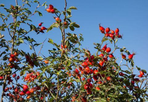 Vibrant red rose hips on leafy branch