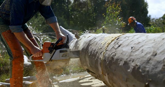 Lumberjack operating chainsaw on fallen tree outdoors. He is wearing protective gear while cutting the timber, and another lumberjack is visible working in the background. Useful for illustrating manual labor, forestry work, logging industry, woodworking, safety practices in outdoor professions.