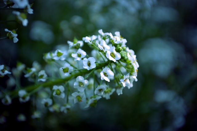 This close-up image of white flowers in bloom with a softly blurred background showcases the delicate beauty of florals. Suitable for use in greeting cards, nature blogs, wallpapers, and floral presentations. Ideal for content related to gardening, springtime themes, and natural beauty.