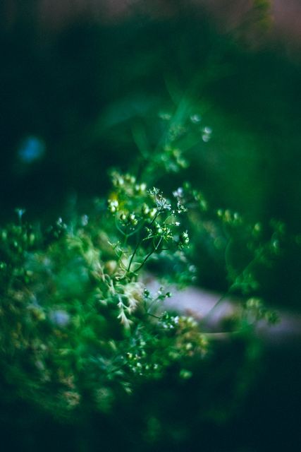 Image shows close-up of delicate wild plants with rich green tones and soft, natural light. Suitable for use in nature-related publications, gardening blogs, plant care tips, eco-friendly campaigns, and background imagery in presentations or designs.