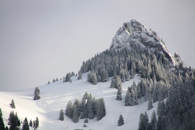 Snow-covered mountain slope dotted with pine trees, against an overcast sky, creates a serene and chilly winter landscape. Ideal for winter travel promotions, nature expedition advertisements, or wallpapers depicting untouched natural beauty.