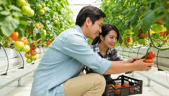 Young coworkers harvesting ripe tomatoes in greenhouse packing crate