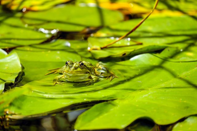 Close-up of Frog on Leaf Floating on Lake - Download Free Stock Photos Pikwizard.com