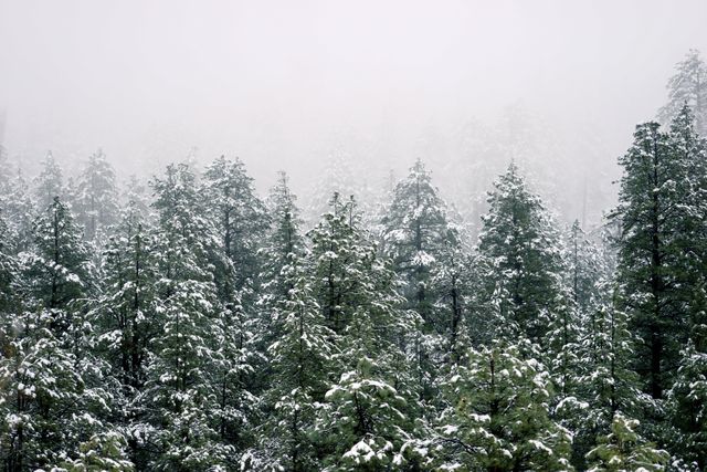 Dense pine forest blanketed with snow on a foggy winter day. Ideal for use in nature and winter-themed designs, seasonal greeting cards, blogs about winter activities, or travel websites promoting outdoor adventures. Conveys a sense of tranquility, solitude, and the beauty of winter landscapes.