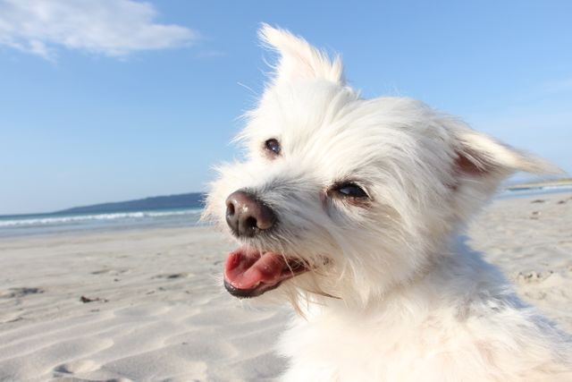 Happy White Dog Smiling on Sandy Beach Under Blue Sky - Download Free Stock Photos Pikwizard.com