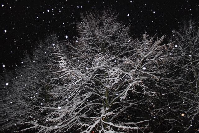 Snow Falling on Trees at Night - Download Free Stock Photos Pikwizard.com