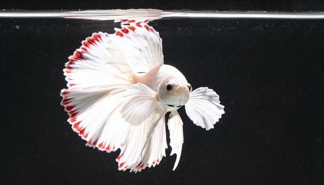 White halfmoon betta with red-edged fins facing camera in dark aquarium