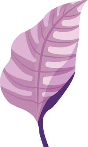 Vibrant pink-purple leaf illustration on transparent background