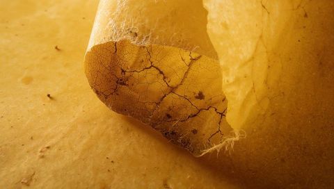 Curled Brittle Yellow Sheet Peeling Revealing Cracked Fibers Macro Texture for Background