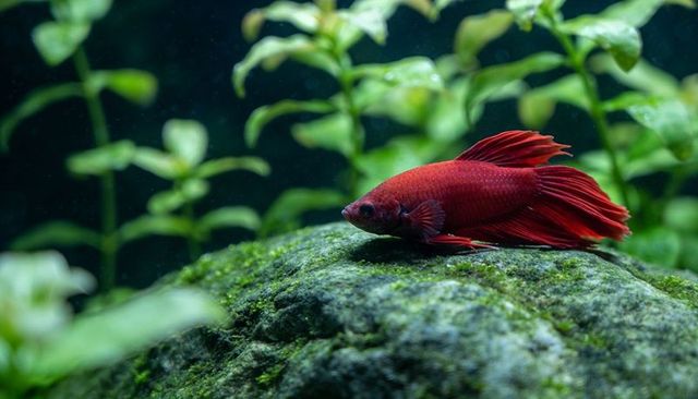 Resting red betta perching on mossy rock in planted freshwater aquarium, tranquil scene