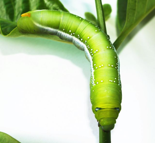 Close-Up of Large Green Caterpillar on Leafy Plant - Download Free Stock Photos Pikwizard.com