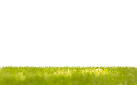 bright green grass on transparent background - Download Free Stock Videos Pikwizard.com