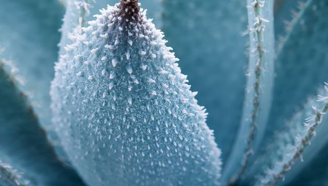 Macro succulent leaf revealing white farina, brown tip and marginal spines in blue-green