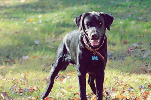 Black Labrador Retriever standing on grassy field during autumn. Perfect for concepts of pets, outdoor activities, dog-friendly parks, autumn themes, and animal companionship marketing.