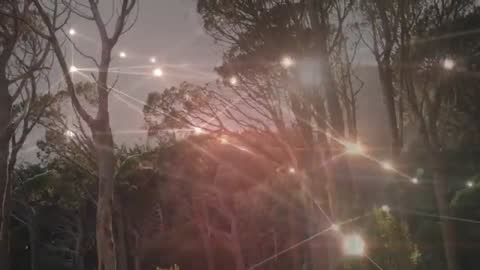 Glowing Network Lights Over Forest Scenery