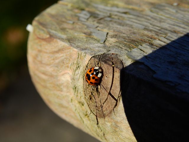 Ladybug sitting on aged wooden surface, captured in natural sunlight highlighting vibrant red colors. Ideal for themes related to nature, wildlife, insects, detailed macro photography, and outdoor beauty. Perfect for educational materials on insects, nature blogs, wallpapers, and postcards.