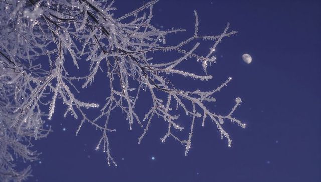 Moonlit frost on bare branches with hoarfrost crystals and indigo night sky
