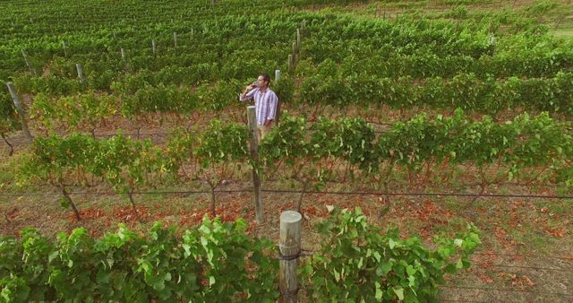 Image shows a man standing in a vineyard while drinking wine. Ideal for use in wine industry promotions, agricultural advertising, tourism brochures, and lifestyle magazines emphasizing rural life and nature.
