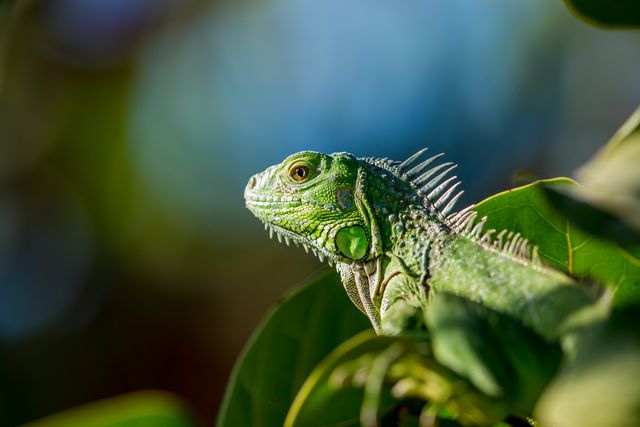 Green iguana resting on a leaf with a blurred natural background. Ideal for use in topics related to wildlife, herpetology, tropical environments, exotic animals, and nature documentaries. Perfect for educational materials, environmental campaigns, and outdoor lifestyle blogs.